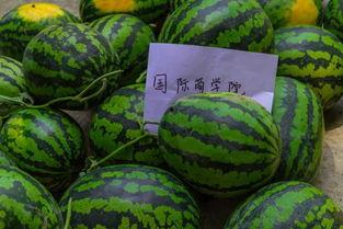 吃瓜学校100集免费看,百集校园风云，免费畅享青春记忆  第2张