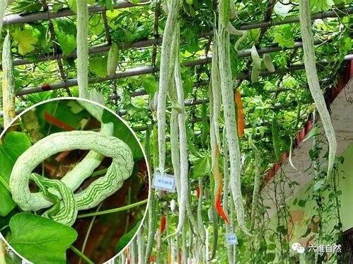 吃蛇瓜小视频大全免费观看 第3张 吃蛇瓜小视频大全免费观看 第3张